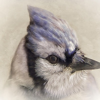 Buy canvas prints of Portrait Of A Blue Jay by Tom York