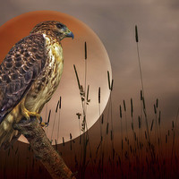 Buy canvas prints of Red Tail Hawk At Rest by Tom York