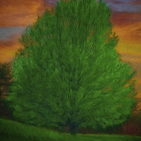 Buy canvas prints of A Tree At Sunset by Tom York