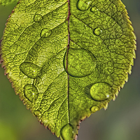 Buy canvas prints of Raindrops On A Leaf by Tom York