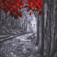 Buy canvas prints of Tracks Through The Forest by Tom York