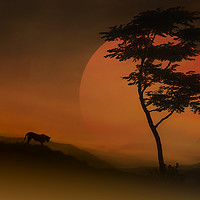 Buy canvas prints of Female Lion At Sunset by Tom York
