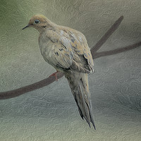 Buy canvas prints of A Mourning Dove by Tom York