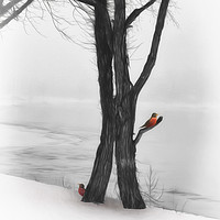 Buy canvas prints of Robins In Winter by Tom York