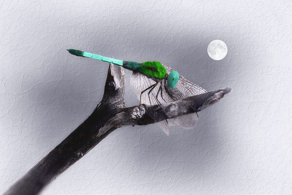 Dragonfly in the Moonlight Framed Print by Tom York