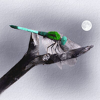 Buy canvas prints of Dragonfly in the Moonlight by Tom York