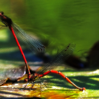 Buy canvas prints of Mating Dragonfly by Simon Litchfield
