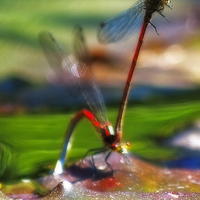 Buy canvas prints of Mating Dragonfly by Simon Litchfield