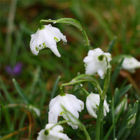 Buy canvas prints of Snowdrops III by Dave Livsey