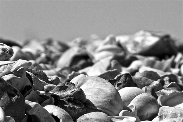 Sea Shells Picture Board by John Basford
