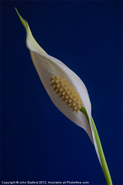 Peace Lily in Bloom Picture Board by John Basford