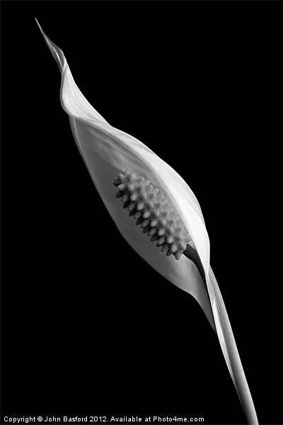 Peace Lily in Bloom B&W Picture Board by John Basford