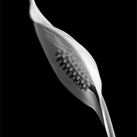 Buy canvas prints of Peace Lily in Bloom B&W by John Basford