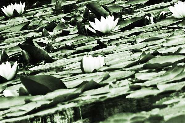 Water Lily Picture Board by John Basford