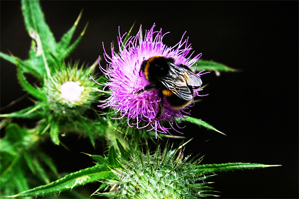 Bee on Thistle Picture Board by John Basford