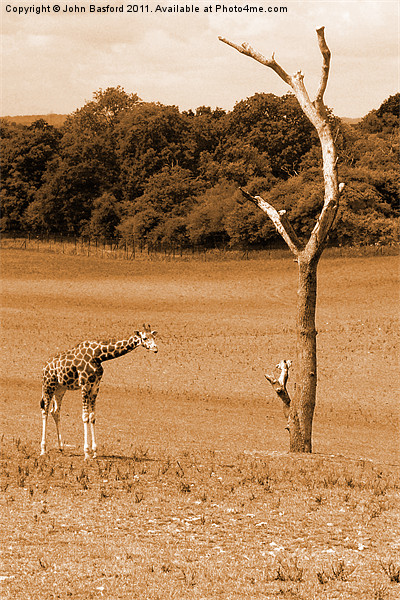 Giraffe Picture Board by John Basford