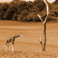 Buy canvas prints of Giraffe by John Basford