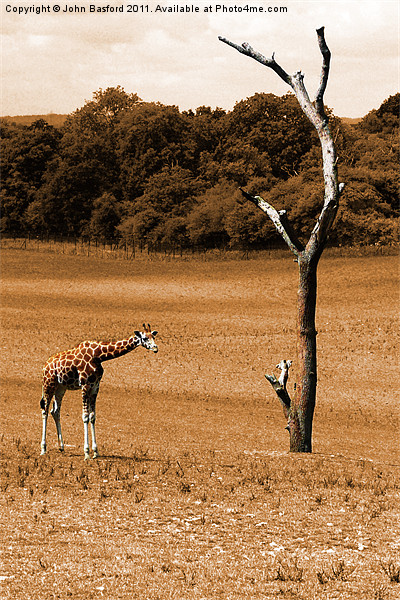 Giraffe 2 Picture Board by John Basford