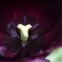Buy canvas prints of Purple Tulip by Hannah Scriven