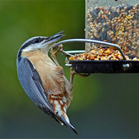 Buy canvas prints of Nuthatch by Darrin Collett