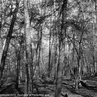Buy canvas prints of Woodland Black and White by Sarah Waddams