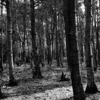 Buy canvas prints of Woodland black and white by Sarah Waddams