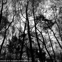 Buy canvas prints of Branches in the sky by Sarah Waddams