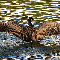 Buy canvas prints of Canada Goose spreading its wings by Geoff Storey