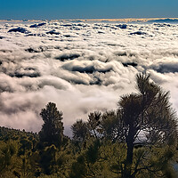 Buy canvas prints of Trees above the Clouds by Geoff Storey