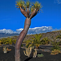 Buy canvas prints of La Palma Dragon Tree by Geoff Storey