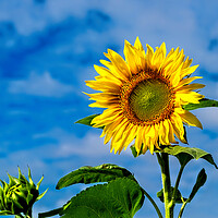 Buy canvas prints of Sunflower by Geoff Storey