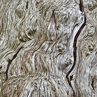 Buy canvas prints of Yew Bark by Geoff Storey