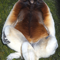 Buy canvas prints of Crowned Sifaka Lemur by Geoff Storey