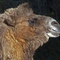 Buy canvas prints of Bactrian Camel by Geoff Storey