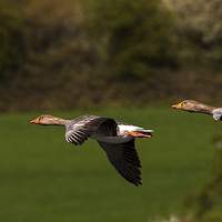 Buy canvas prints of Wild Geese by Geoff Storey
