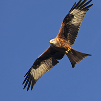 Buy canvas prints of Red Kite over Berkshire by Geoff Storey