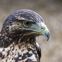 Buy canvas prints of  Black Chested Buzzard Eagle by Geoff Storey