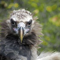 Buy canvas prints of  Cinereous Vulture by Geoff Storey