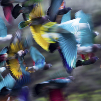 Buy canvas prints of  Painted Pigeons by Geoff Storey