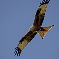 Buy canvas prints of  Red Kite over Berkshire (2) by Geoff Storey