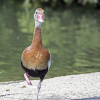 Buy canvas prints of  Black-bellied Whistling Duck by Geoff Storey