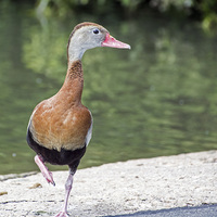 Buy canvas prints of   Black-bellied Whistling Duck (2) by Geoff Storey