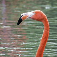 Buy canvas prints of  Chilean Flamingo by Geoff Storey