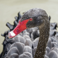 Buy canvas prints of  Black Swan by Geoff Storey