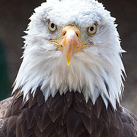 Buy canvas prints of Bald Eagle by Geoff Storey