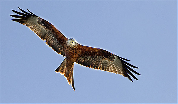 Red Kite over Oxfordshire Print by Geoff Storey