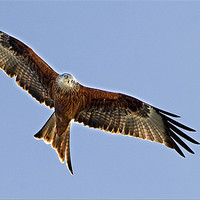 Buy canvas prints of Red Kite over Oxfordshire by Geoff Storey