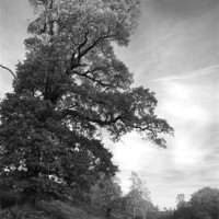 Buy canvas prints of Tree at Knole by Dawn Cox