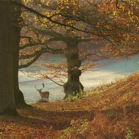 Buy canvas prints of Autumn at knole by Dawn Cox