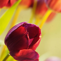 Buy canvas prints of spring tulips by Dawn Cox